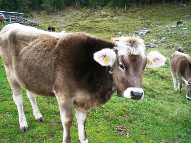 Naturnser Hochwart 2.608m im Vinschgau - Berge-Hochtouren.de