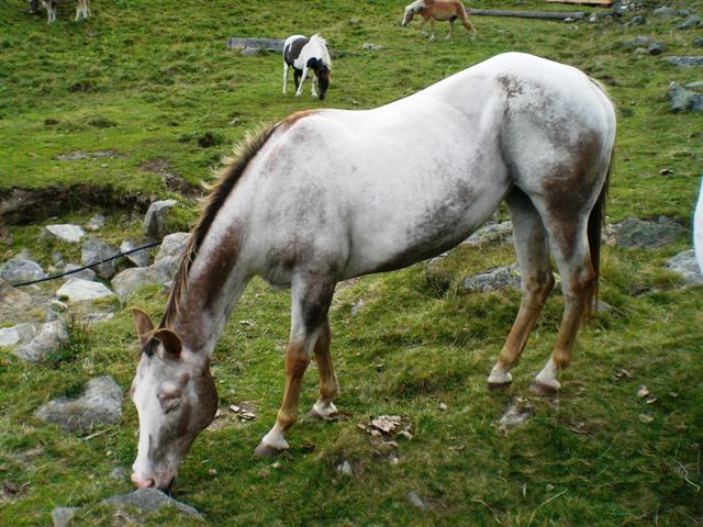 Naturnser Hochwart 2.608m im Vinschgau - Berge-Hochtouren.de