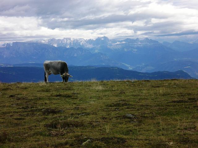 Naturnser Hochwart 2.608m im Vinschgau - Berge-Hochtouren.de