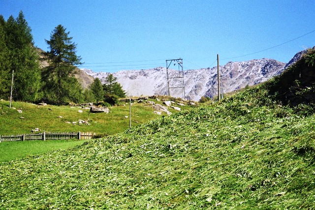 Similaun 3.606 m - Berge-Hochtouren.de