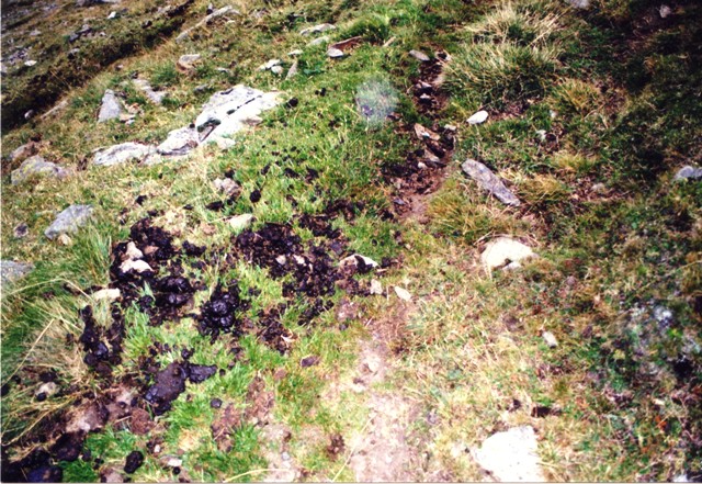 Schrfwand - Berge-Hochtouren.de