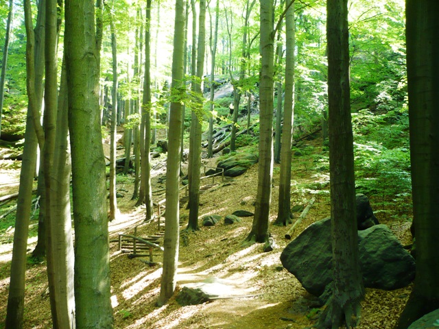 Groer Winterberg Elbsandsteingebirge - Berge-Hochtouren.de